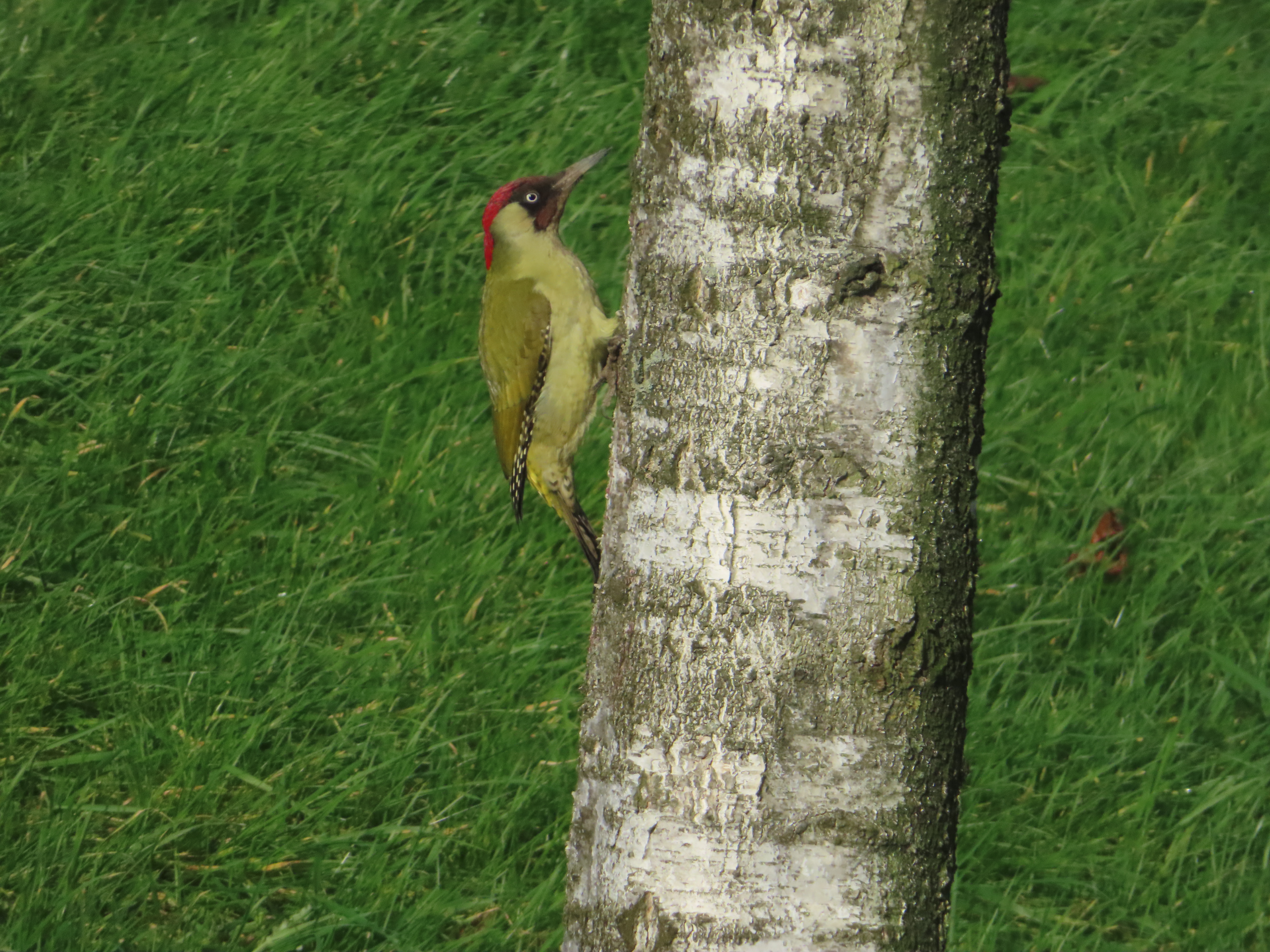 Groene Specht